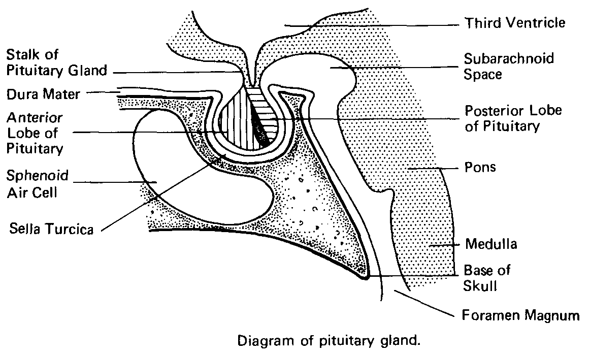 pituitary_gland